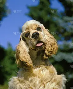 美国可卡犬，成年头
