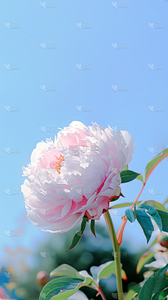 笑笑shen采集到芙蓉