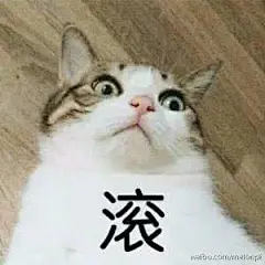 猫咪带字表情包_百度图片搜索