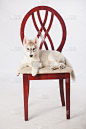 西伯利亚哈士奇犬,小狗,幼兽,垂直画幅,美,灰色,小的,可爱的,椅子,美人