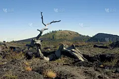 古树,结壳熔岩,火山渣锥,天空,灰色,水平画幅,木制,熔岩,无人,蓝色