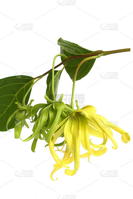 依兰花