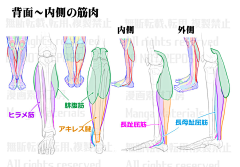 Solitarius采集到人体 形体结构