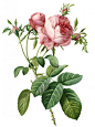 大马士革玫瑰花