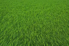 大自然的青草贴图