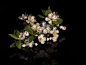 Blossoms I : To take photos from blossoms on a black background is one of my current projects.There are so many nice blossoms in my garden, that I think, these project will accompany me through the summer.