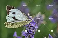 蝴蝶 花 花壁纸 授粉 花卉背景 薰衣草 昆虫 飞虫 蝴蝶的翅膀