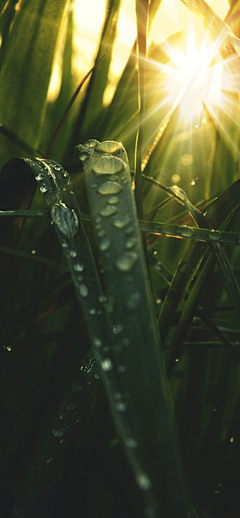 清玲水瓶采集到节气