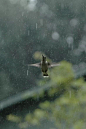 Hummingbird, enjoying the sweet rain!: 