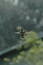 Hummingbird, enjoying the sweet rain!: