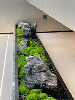 yvonnefeng采集到苔藓