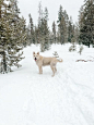 免费 下雪的, 冬季, 動物攝影 的 免费素材图片 素材图片