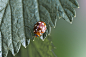 Leaf, Insect, Beetle, Cream-Spot Ladybird, Ladybird