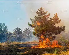 森林大火。倒下的树被烧为平地