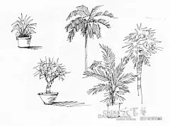 手绘  植物 单体