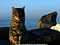 A Cat And Yesilkoy Seaside Desktop Wallpaper #采集大赛#