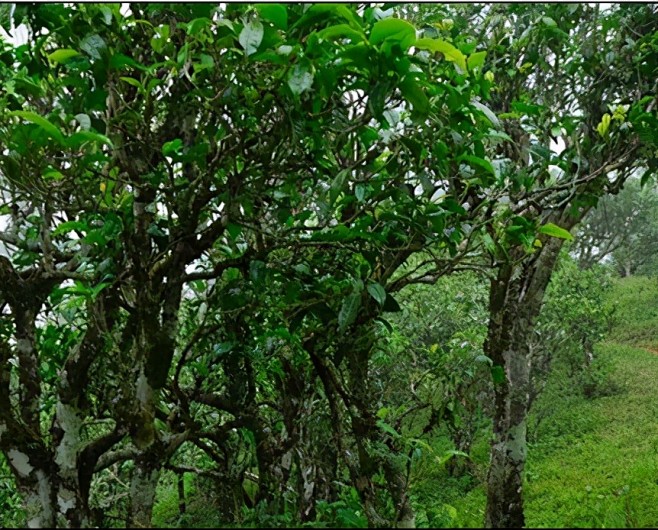 【茶友必看】古树普洱茶为什么这么稀缺?这么贵？_古树茶 : 历史意义上传统的普洱茶的含义是以云南古树乔木大叶种为原料的。 好的制茶工艺是成就 ...