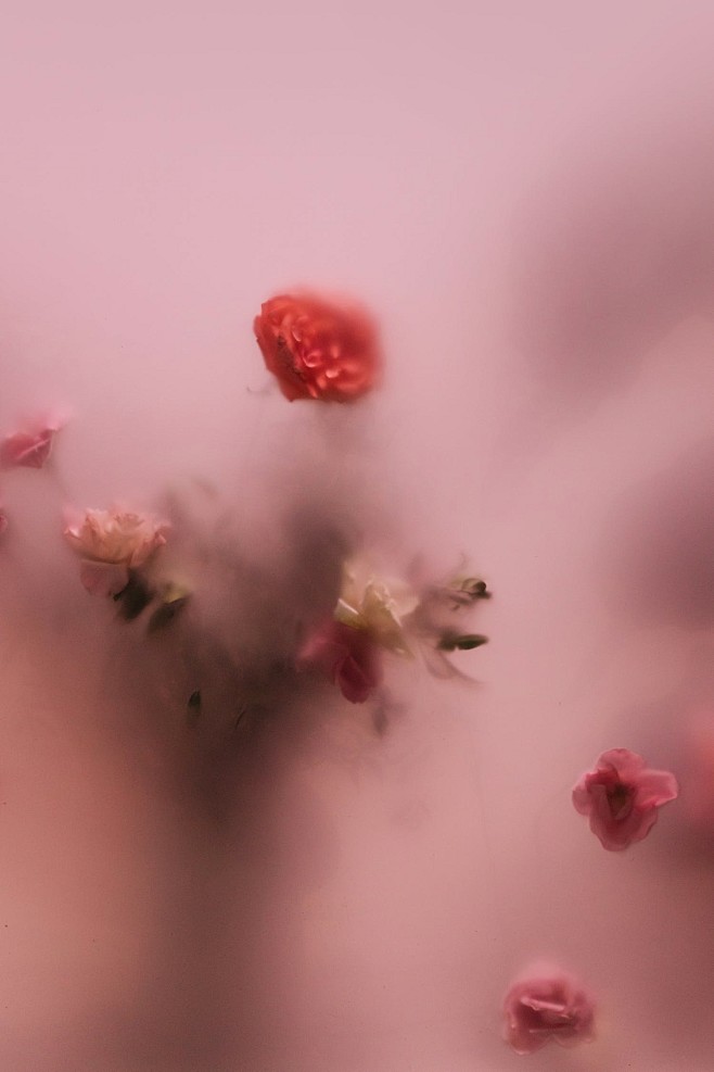 White and Pink Flowe...