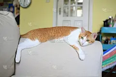姜猫懒时间