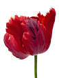 花花13