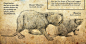 自然历史博物馆科普式动物插画-美国Beth Zaiken [26P] (15).jpg