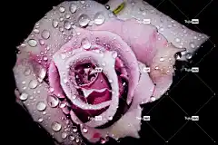 玫瑰 花 美丽的花朵 玫瑰花 露 露滴 玫瑰绽放 花壁纸 花瓣