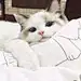 amay-