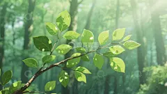 阳光下的树枝壁纸高清模板免费下载-趣麦麦图