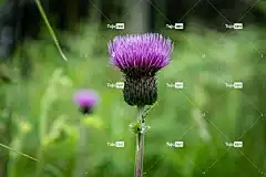 花 苏格兰的 花壁纸 蓟 植物 粉色的 绿色 苏格兰 自然