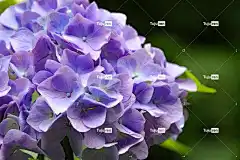 绣球花 紫色的 花 大叶 日本 花园 盛开 自然 花壁纸