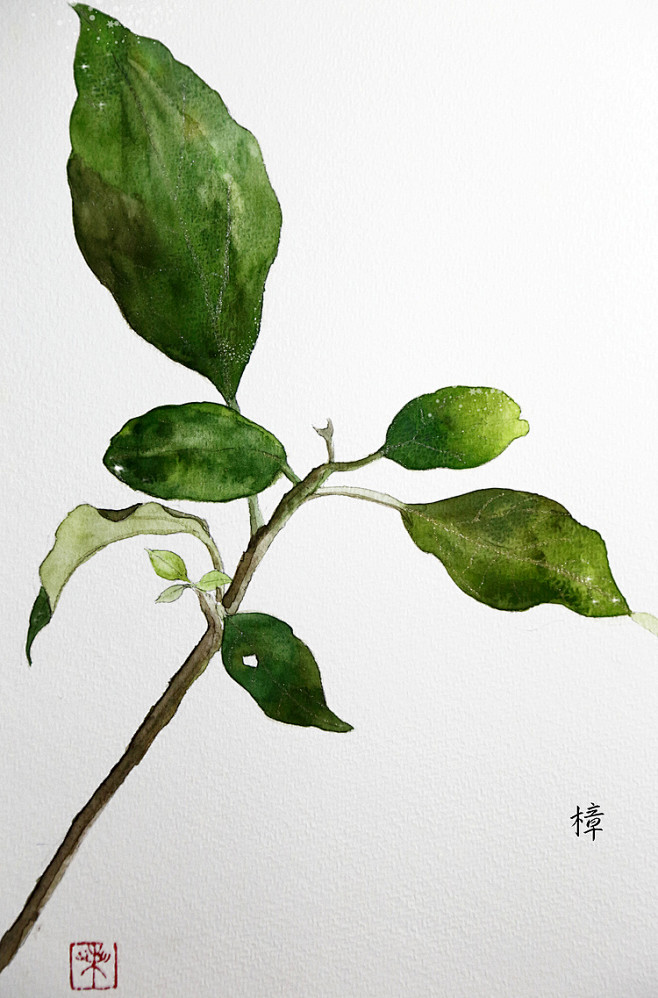 树叶系列樟树tokishim水彩插画手绘植物涂鸦王国插画