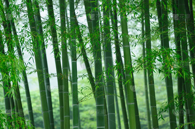 竹林,水平画幅,枝繁叶茂,无人,竹,摄影