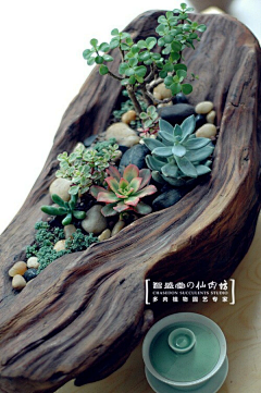 ZellYIYI采集到植物设计