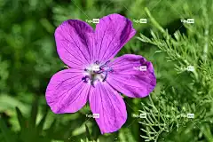 吊车单 花 花壁纸 紫花 花瓣 紫色花瓣 开花 盛开 植物