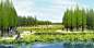 [四川]田园农耕文化湿地公园景观设计方案-水生植物景观效果图