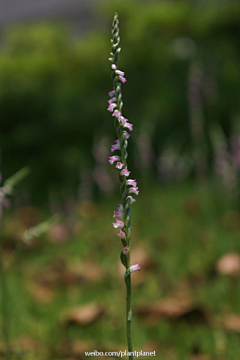 Aided采集到小草