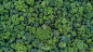 空中俯视图森林,Aerial top view forest, Texture of forest view from above.