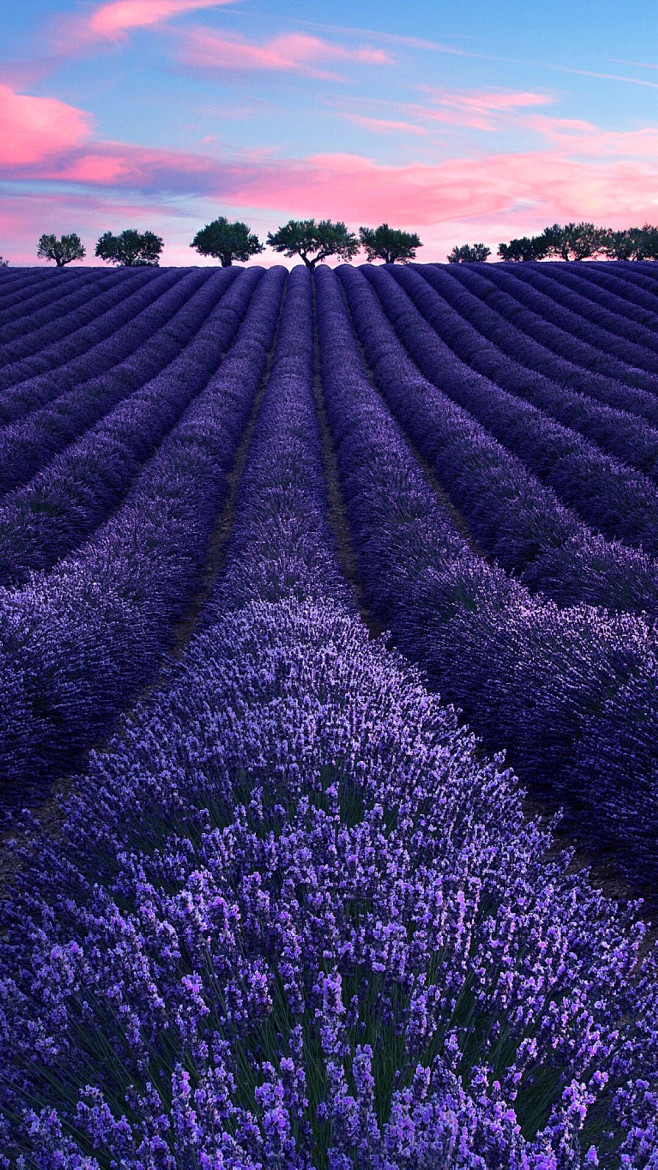 陪你去看繁花世界，紫色的熏衣草田