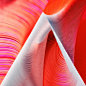 Plumes : A series of generative artworks inspired by the colors and structural complexity of feathers.