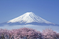 众所周知樱花象征着日本和日本文化, 象征春回大地, 樱花每次盛开的周期比较短, 所以到了樱花盛开的季节, 人们都放下手里的工作全家一起出游, 去欣赏樱花迷人的景色, 分享给大家一些樱花的照片, 欣赏樱花盛开的美景.