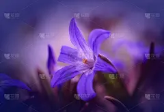 美丽的雪山雪的荣耀在一个空灵的背景