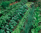 vegetable garden p35790.jpg (500×397)