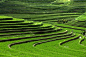 自然风景农田风景绿色梯田稻田桌面壁纸背景图
