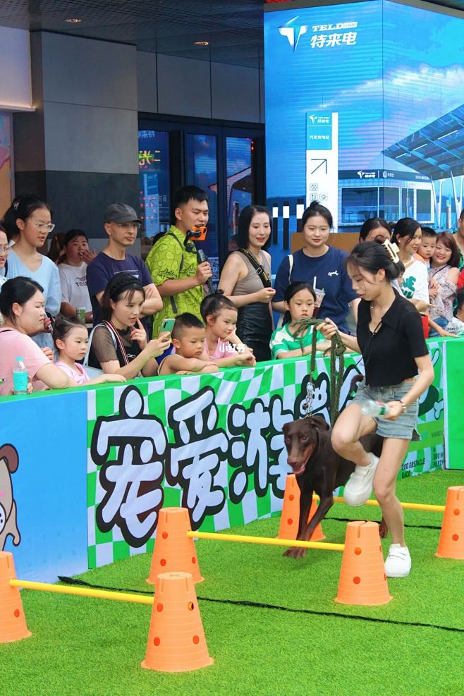 遵义狗狗运动会｜你们来玩了吗？