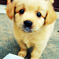 #狗狗#