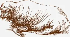 手绘海狮高清素材 图案 手绘 插画 海洋 海洋生物 免抠png 设计图片 免费下载