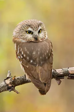 今天公众号更新的故事里，MOTO是一只棕榈鬼鸮（Northern Saw-whet Owl）其实这种猫头鹰是不会出现在白星生活的两个地方的。这种猫头鹰超级小（图1），就是手掌大，亚成年体和成年体颜色差很多（图2）。最出名的是贼贼的大大的眼睛（3-4）当然也很适合表情包。虽然小，但也是小猛禽（注意爪子，图6）， ​​​​...展开全文c