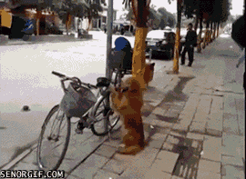 太可爱了~~狗狗一直认真的守着自行车，等...