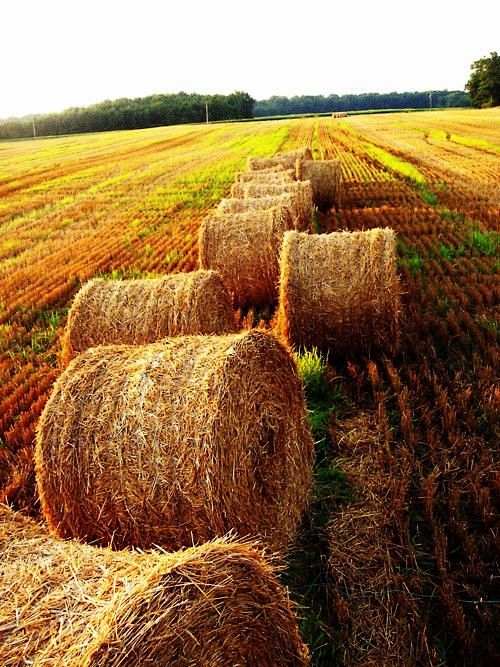 golden rolled hay