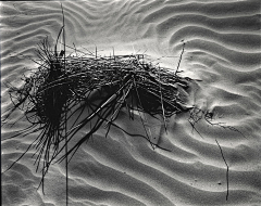 peggysuns采集到Brett Weston